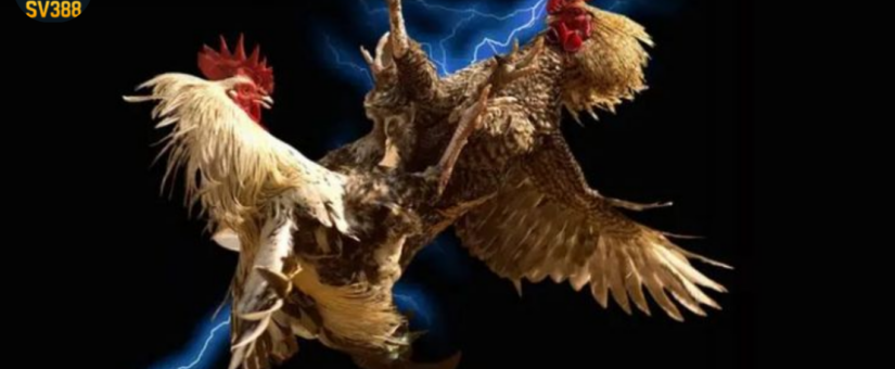 SV388 – NỀN TẢNG ĐÁ GÀ THEO CẤP, GIÚP HỆ VẬN HÀNH ỔN ĐỊNH